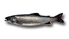 Truite moulac