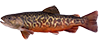 Truite tigrée